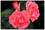 fly on wet rose