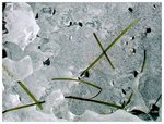 ice study x