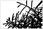 monkey-puzzle