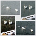 swan panel