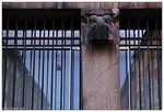 urban hippopotamus